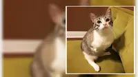 Roux, seekor kucing yang lahir tanpa kaki di bagian depan tubuhnya.