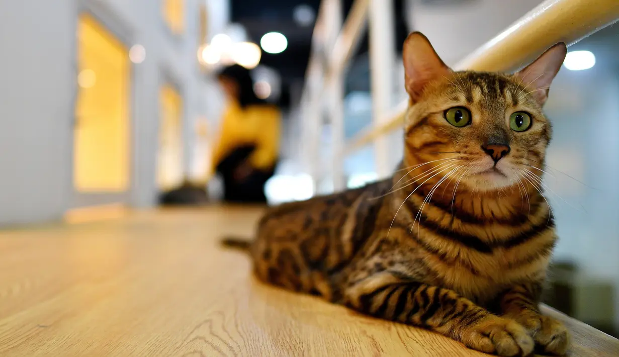 Seekor kucing Bengal bernama Tuah duduk di lantai luar kamar hotel CatZonia di Shah Alam, Kuala Lumpur, Malaysia, 6 Agustus 2018. Hewan yang datang ke hotel ini bisa tinggal selama tiga jam atau sampai satu tahun. (AFP/Manan VATSYAYANA)