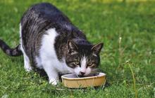 Kelebihan dan Kekurangan Dry Food untuk Kucing, Perlu Diketahui