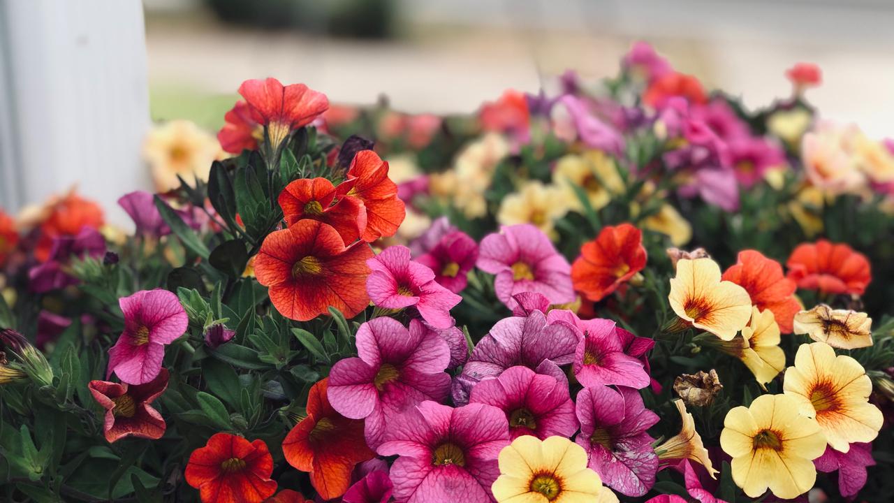 Petunia