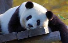8 Fakta Unik Hewan Panda, Pintar Berkamuflase