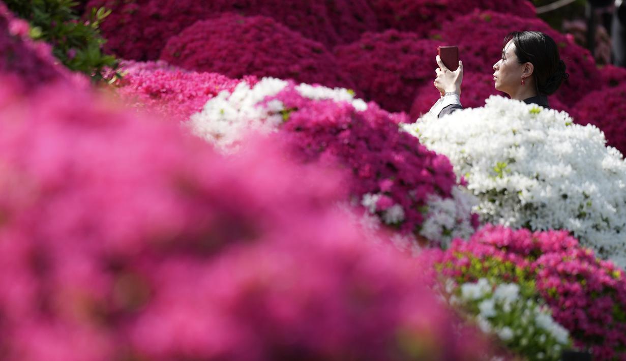 Pada bulan April, saat musim semi mencapai puncaknya bunga azalea akan memenuhi pekarangan kompleks Kuil Nezu. (AP Photo/Eugene Hoshiko)