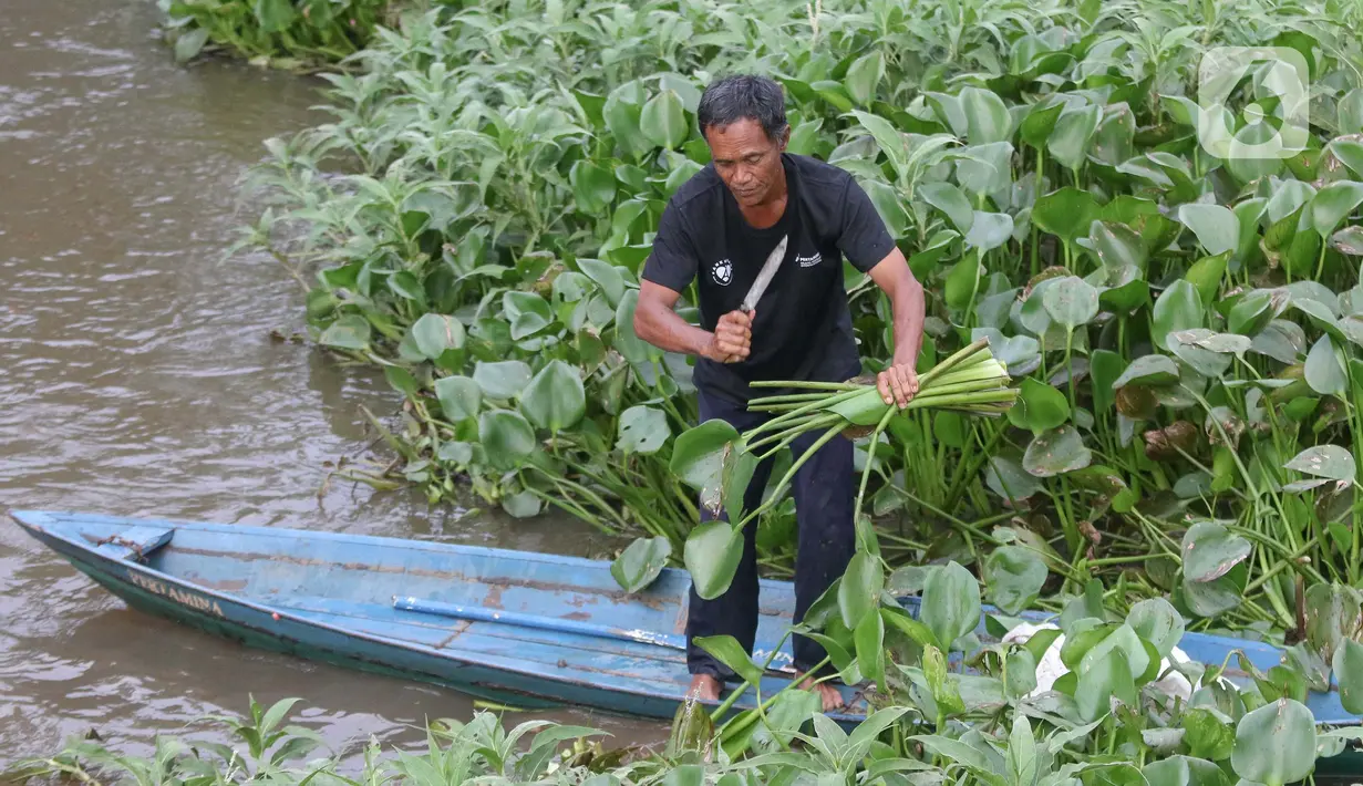 Pengurangan tutupan eceng gondok dilakukan dengan berfokus pada pemanenan dan pengolahan eceng gondok menjadi produk bernilai tambah. (Liputan6.com/Herman Zakharia)