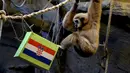 Owa bernama Kent memilih makanan dari kotak bergambar bendera Kroasia (kanan) untuk memprediksi pemenang pada laga semi final Piala Dunia 2022 di Kebun Binatang Zagreb, Kroasia, Selasa (13/12/2022). Owa juga duduk di dalam kotak ini, isyarat yang disajikan sebagai tanda soliditas ramalannya. (Denis LOVROVIC/AFP)
