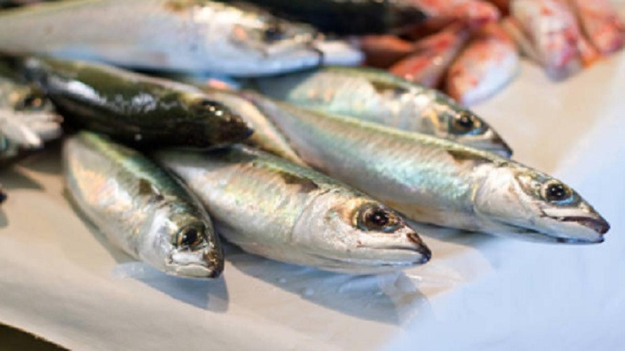 Ilustrasi ikan kecil (iStock)