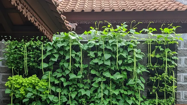 Ilustrasi Kacang Panjang.