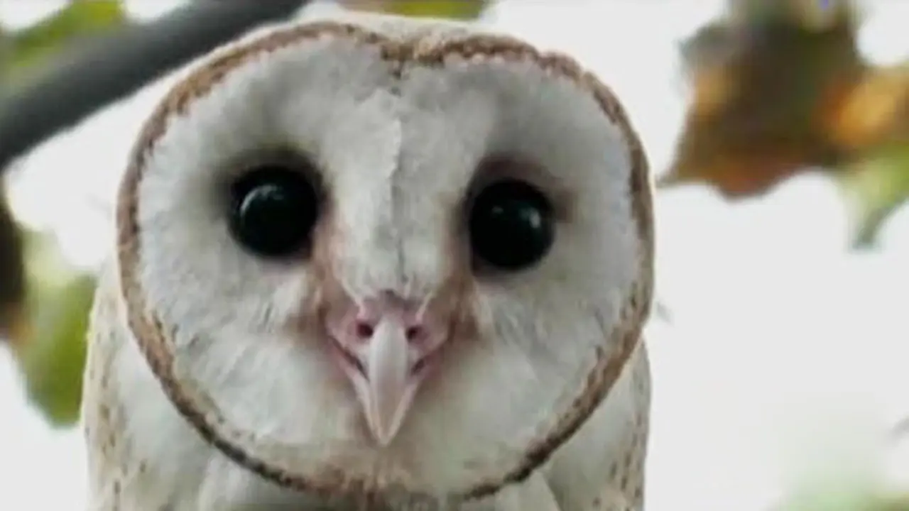 Tyto Alba