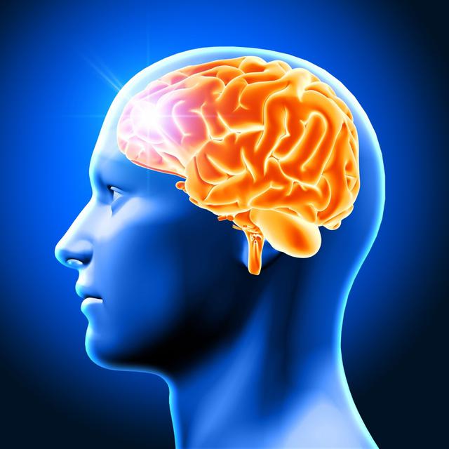 Brain