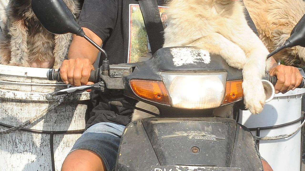 Kisah I Ketut Lelut Bersama Anjing-Anjingnya Memburu Limbah Restoran di Bali