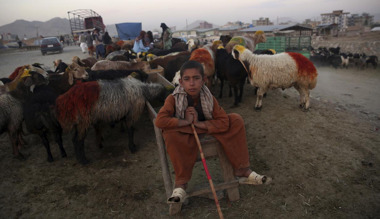 Pedagang duduk dengan hewan ternak yang dijual jelang Hari Raya Idul Adha di Kabul, Afghanistan, Senin (27/7/2020). Idul Adha memperingati kisah Nabi Ibrahim atas kesediaan untuk mengorbankan putranya sebagai kepatuhan kepada Tuhan. (AP Photo/Rahmat Gul)