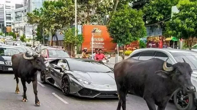 10 Potret Absurd Hewan saat di Tempat Umum Ini Bikin Heran