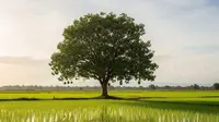 5 Pohon Pelindung Sawah agar Burung Tidak Merusak Tanaman Padi, Efektif Melindungi