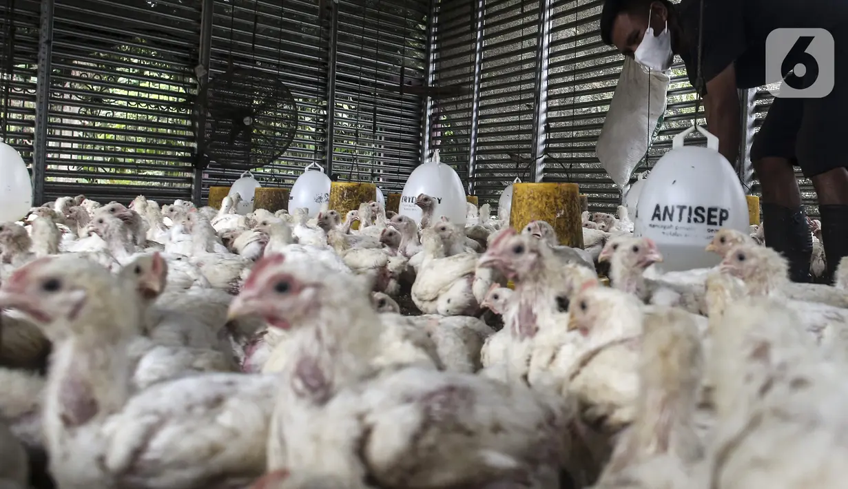 Pekerja memilah ayam yang dipesan konsumen di tempat pemotongan ayam, Jakarta, Jumat (3/12/2021). Jelang Natal dan Tahun Baru harga beberapa kebutuhan pokok khususnya daging sapi dan ayam masih stabil, kecuali minyak goreng curah yang mengalami kenaikan. (Liputan6.com/Johan Tallo)