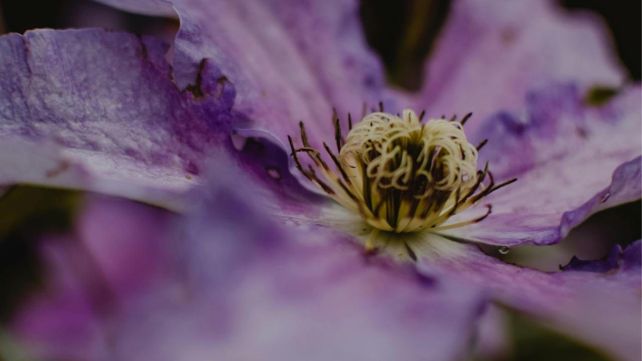 Clematis: Simbol Kecerdasan dan Keteguhan Jiwa