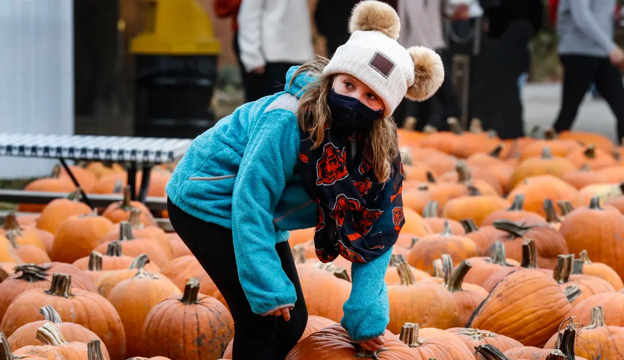 Seorang pengunjung memilih labu di sebuah festival labu, atau dikenal sebagai Pumpkinfest, di Lincolnshire, Illinois, Amerika Serikat (AS), pada 17 Oktober 2020. Belakangan ini, banyak kota di Illinois menggelar festival labu menjelang perayaan Halloween. (Xinhua/Joel Lerner)