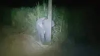 Terlihat jelas saat malam hari, terdapat seekor gajah kecil sedang kelaparan. Ia pun terlihat berada di kebun tebu milik petani di kawasan tersebut. (worldofbuzz.com)