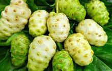 Cara Mengolah Buah Mengkudu yang Tepat untuk Kesehatan