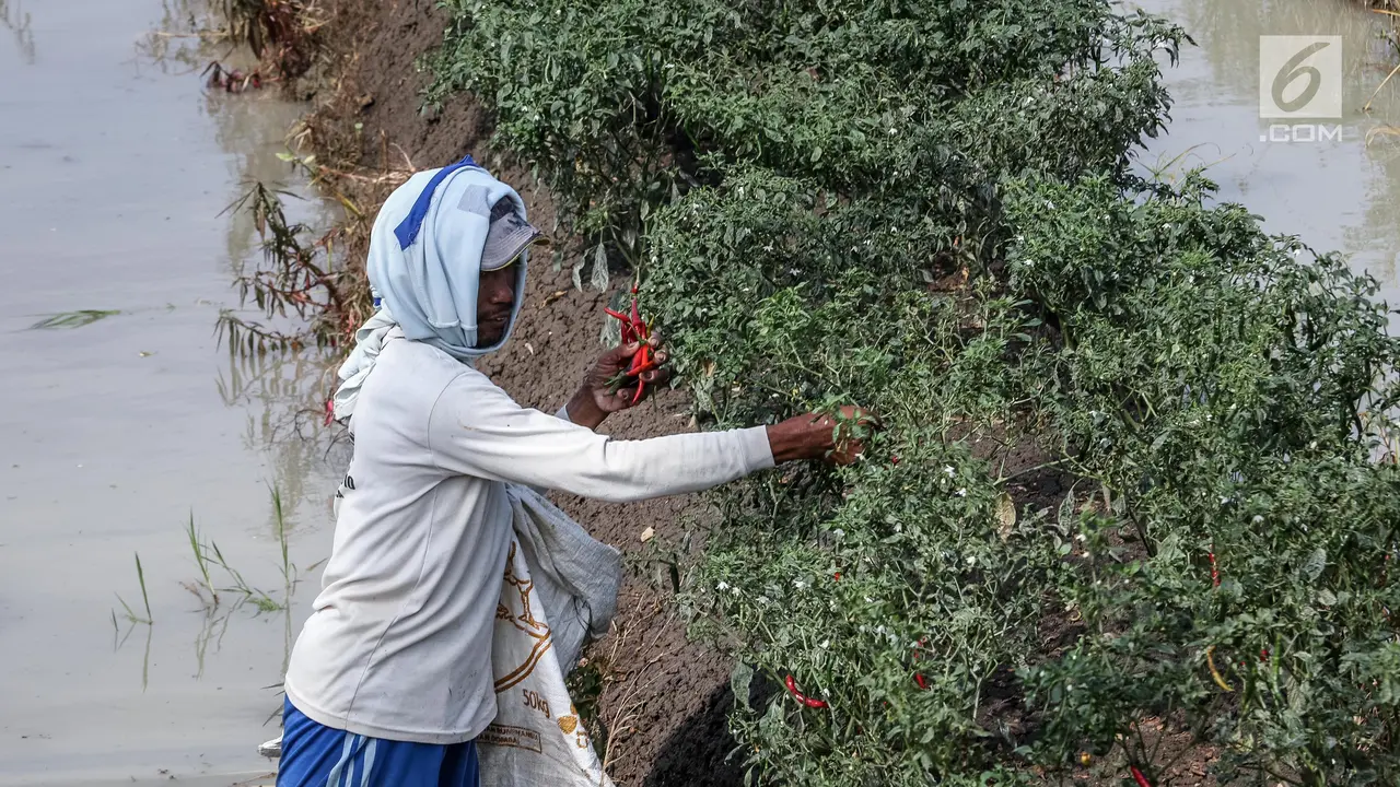 Akibat Cuaca Buruk, Hasil Panen Cabai di Brebes Menurun