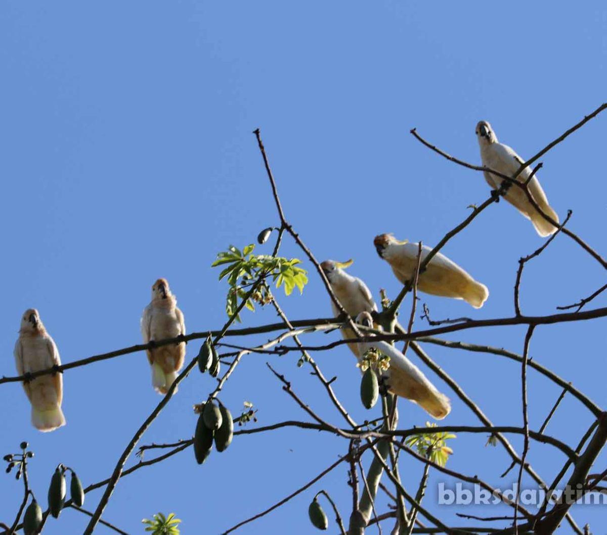 Kakatua jambul kuning Abbotti pertama kali diteliti oleh William Louis Abbot pada tahun 1907. Saat observasi pertama, populasi burung kakatua abbotti masih banyak ditemui di Pulau Masalembu, Kabupaten Sumenep.
