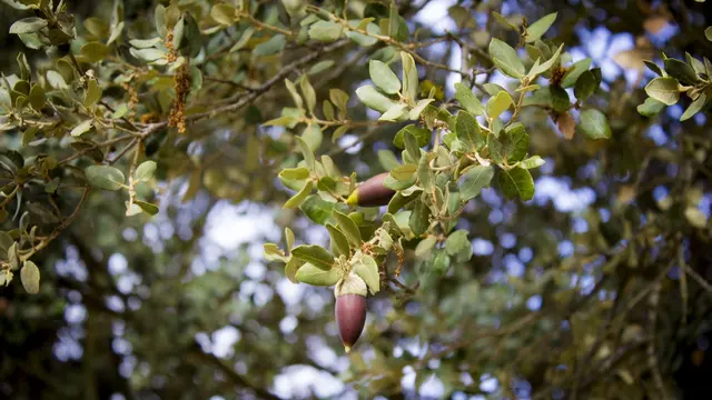 Quercus ilex, Pagar Hidup Evergreen yang Kokoh dan Elegan
