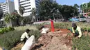 Petugas Dinas Kehutanan DKI Jakarta menanam bunga bougenville amenities di kawasan Bundaran HI, Jakarta, Rabu (21/8/2019). Pemprov DKI Jakarta melakukan penanaman bougenville amenities di sepanjang Jalan Sudirman-Jalan MH Thamrin guna mengendalikan kualitas udara. (Liputan6.com/Herman Zakharia)