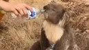 Gambar dari video pada 22 Desember 2019, seekor koala meminum air dari botol yang diberikan petugas pemadam kebakaran di Cudlee Creek, Australia Selatan. Untungnya, koala yang terperangkap di sekitar kebakaran itu tidak mengalami luka. (Oakbank Balhannah CFS via AP)