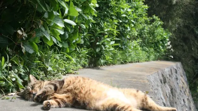 Pecinta Kucing, Ini 5 Pulau di Jepang Cocok Jadi Tujuan Wisata