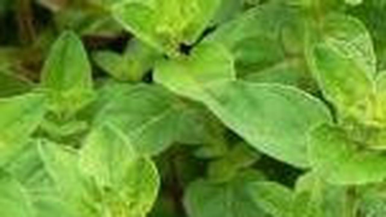 9. Oregano