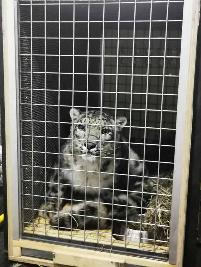 Batu Secret Zoo Malang Kedatangan Snow Leopard Betina dari Amsterdam