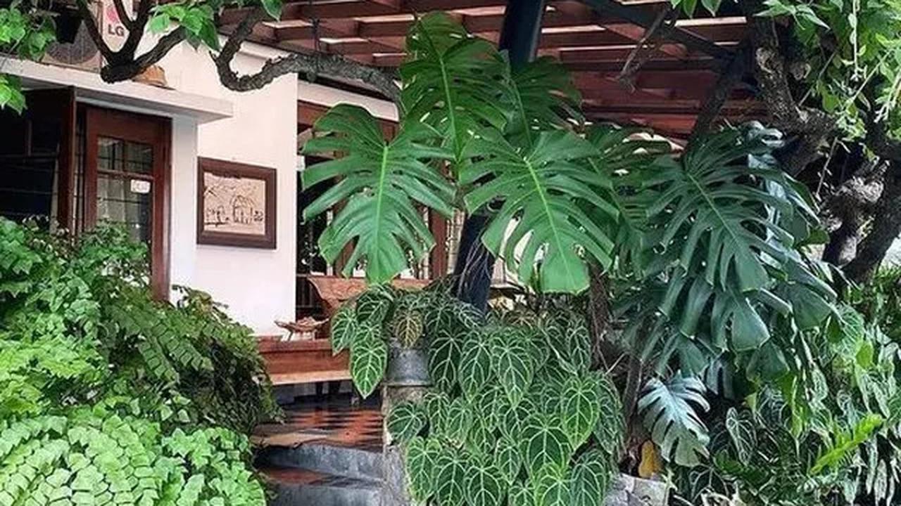 Model Taman Minimalis di Dalam Rumah yang Bikin Hunian Asri, Simak Rekomendasinya