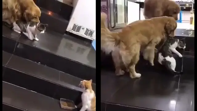 Aksi Anjing Coba Lerai Kucing Lagi Ribut Ini Bikin Gemas