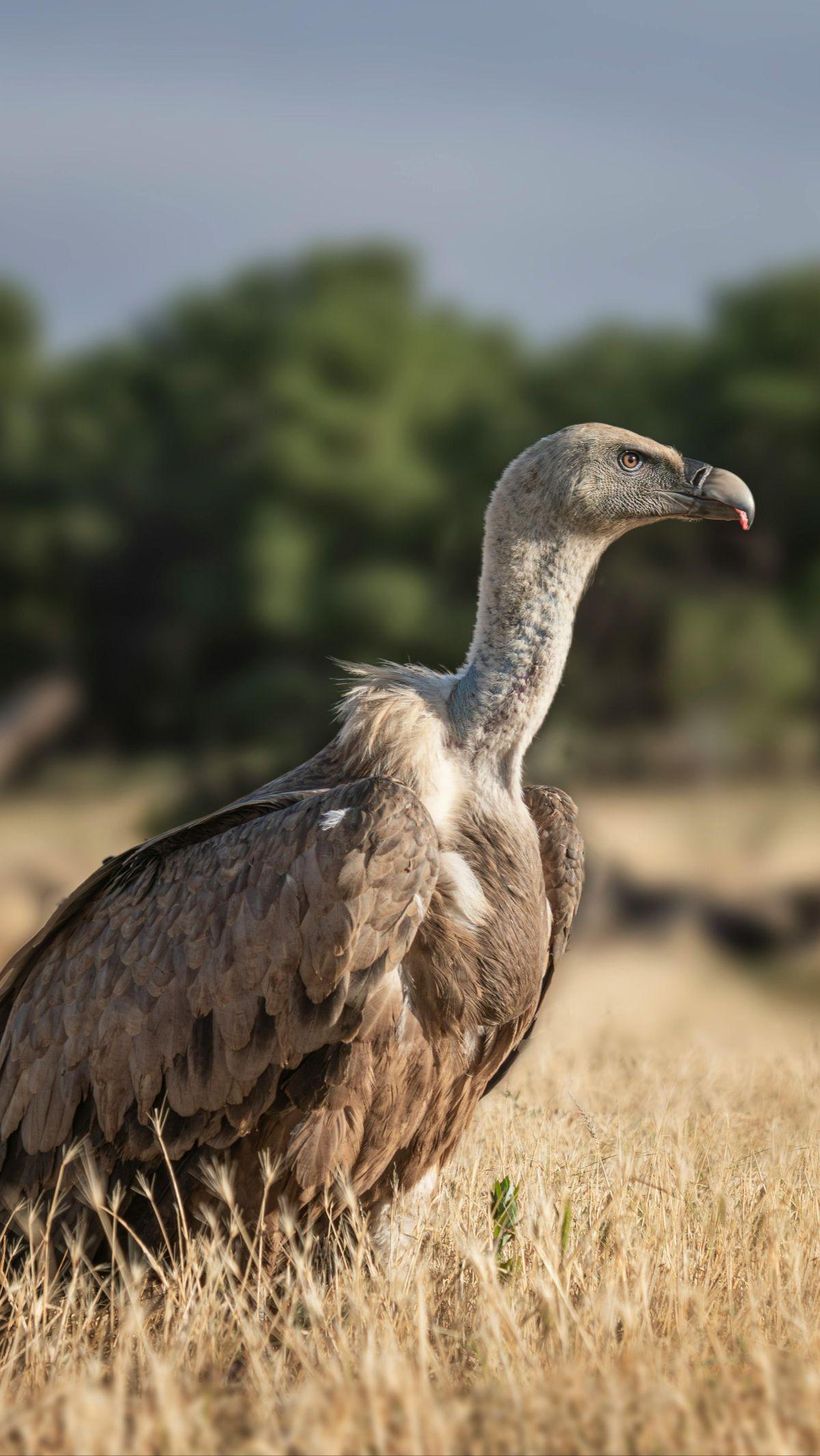 <b>Burung Vultures</b>