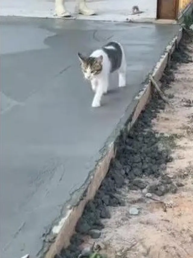 6 Tingkah Kucing Jalan Santai di Atas Cor Basah Ini Bikin Kuli Bangunan Meringis