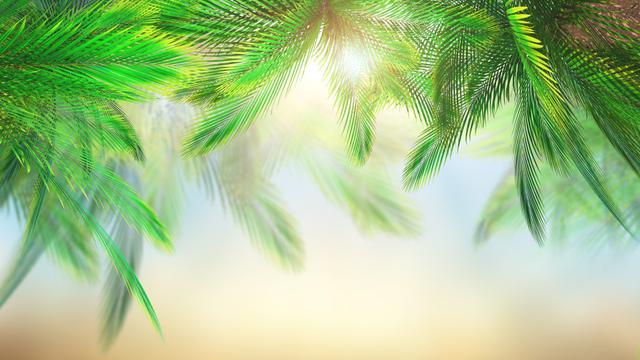 Ilustrasi tanaman, daun palem