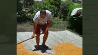 Dipecat KPK, Pengadang Koruptor di Sidang Praperadilan Ini Alih Profesi Jadi Petani