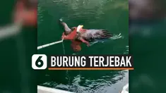 THUMBNAIL BURUNG