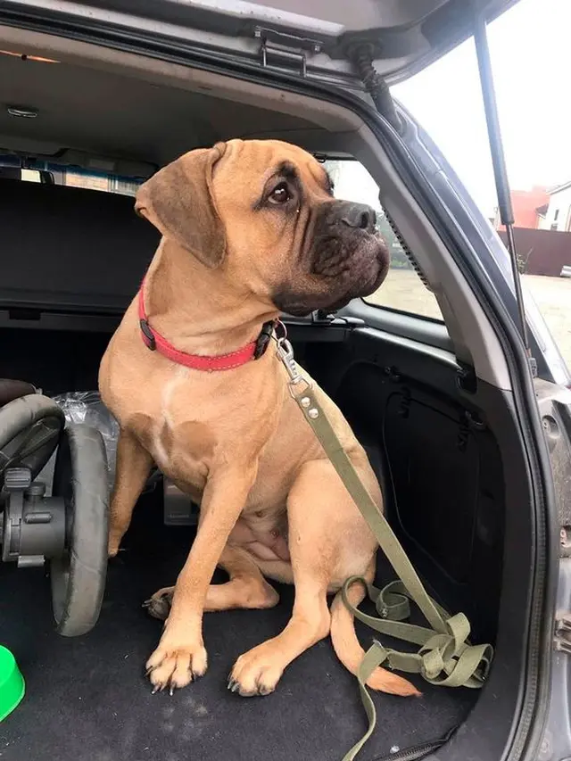 Kisah Anjing Bernama Maru yang berjalan 200 Km Untuk Kembali Ke Majikannya
