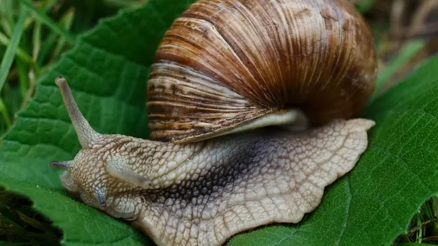 siput