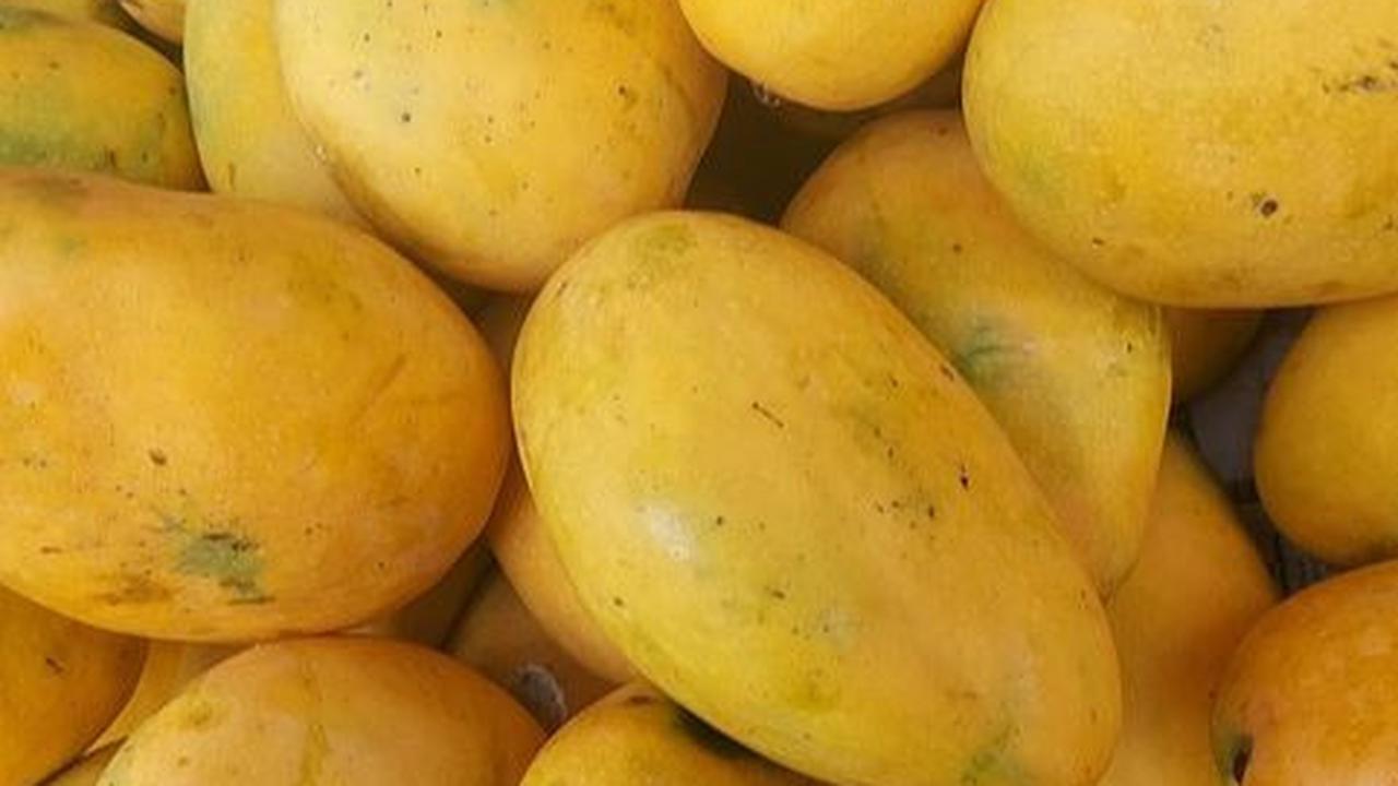 Efek Samping Makan Mangga Terlalu Banyak