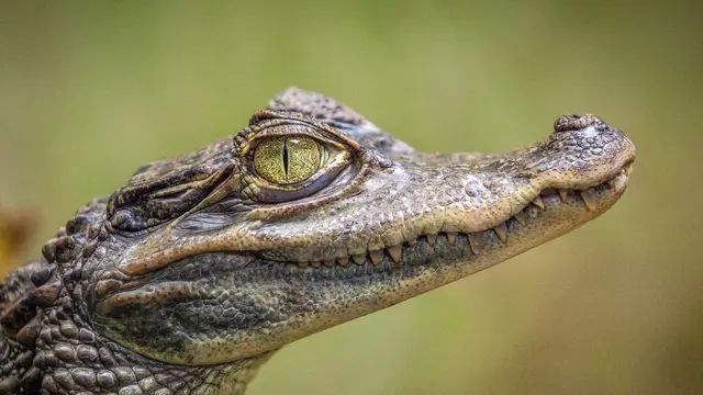 Pendengaran buaya sangat baik hingga usia tua. Photo by Gaetano Cessati on Unsplash