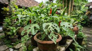 7 Cara Mengatasi Daun Cabai Berlubang Akibat Serangan Hama, Panen Tetap Aman
