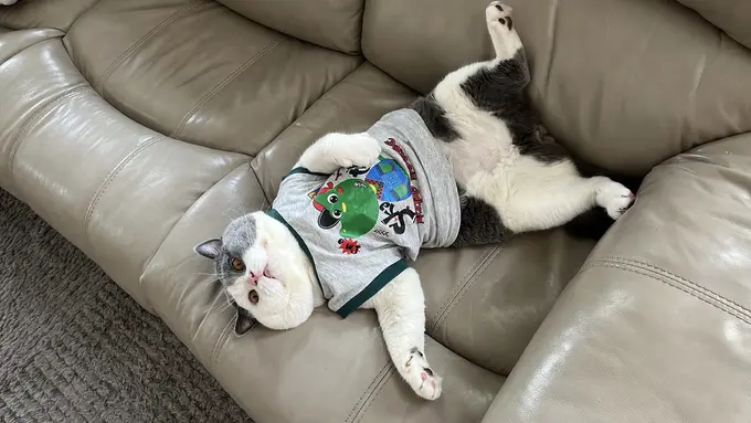 Belajar dari Ecan, Kucing yang Sukses Raih Cuan Usai Gabung Jadi Shopee Affiliate Program