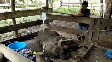 Seekor bayi gajah betina berumur satu tahun ditemukan warga desa Pucok, Pidie, Aceh. Dalam kondisi terluka parah pada bagian kakinya.