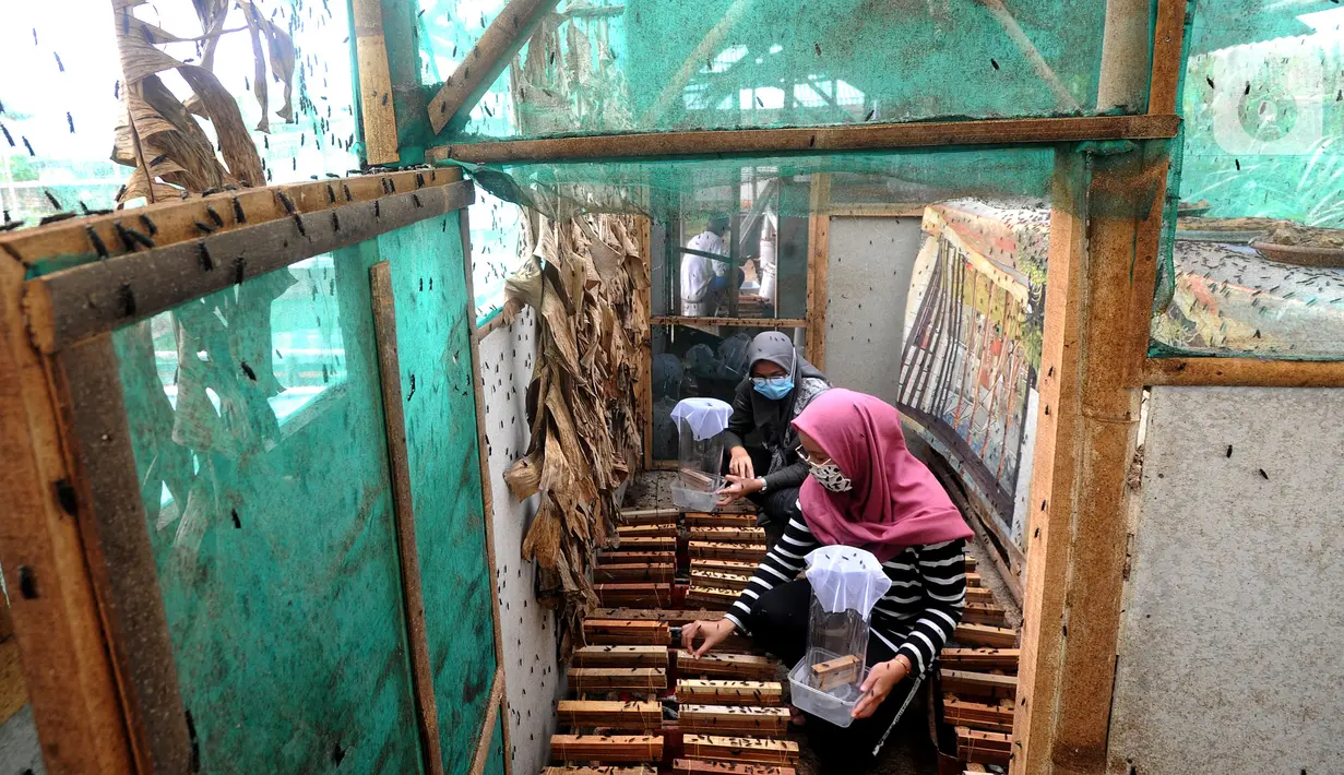 Kaum ibu dari Kelompok Wanita Tani (KWT) Berkah memilih indukan lalat yang akan dijadikan maggot sebagai pakan lele  di Kampung Ramah Lingkungan, Mutiara Bogor Raya, Katulampa, Kota Bogor, Jawa Barat, Minggu (13/12/2020). (merdeka.com/Arie Basuki)