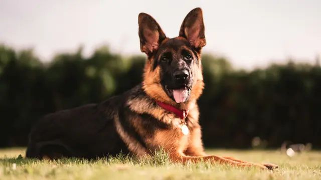 German Shepherd