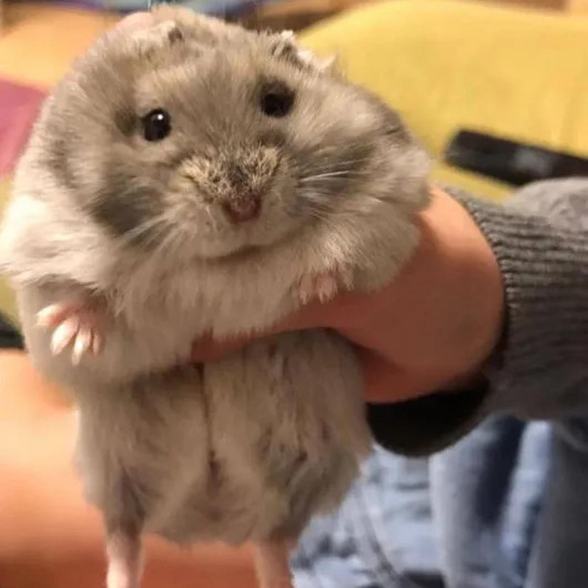 Hamster Roborovski