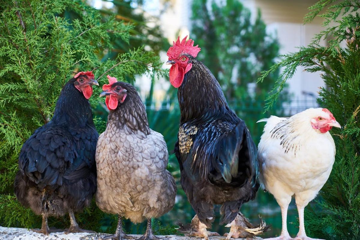 Cara Mengusir Ayam