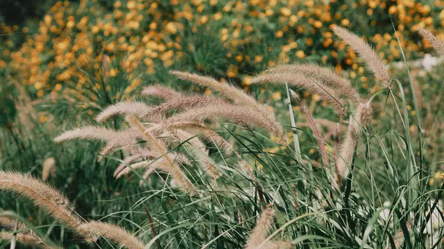 Ilustrasi Chinese Fountain Grass