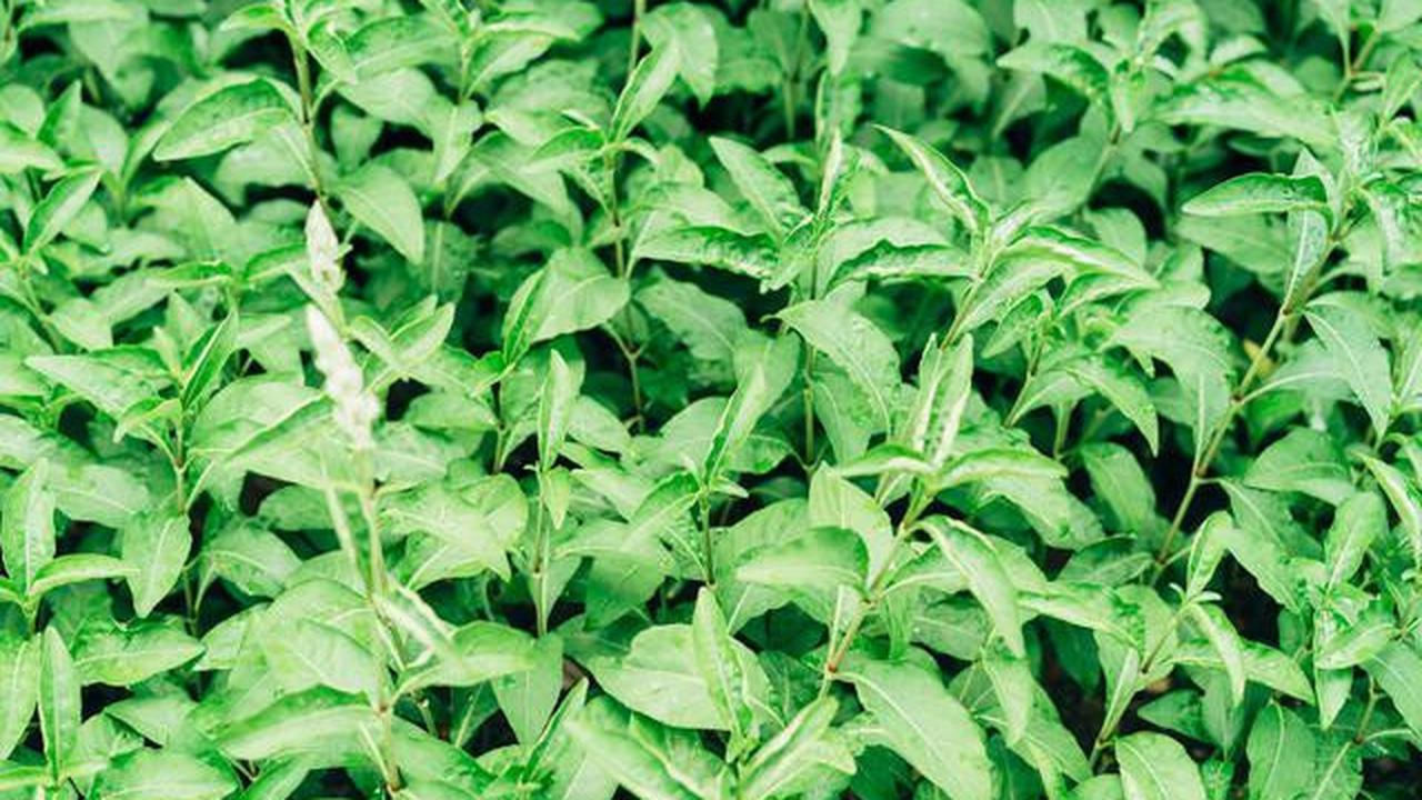 Resep Sayur Bening Daun Katuk yang Sehat dan Lezat untuk Keluarga