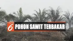 Kebakaran terjadi di kawasan Muara Belida ini sudah berlansung sejak Minggu lalu, akibatnya puluhan hektar lahan sawitpun habis terbakar.
